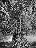  flowering date palm
