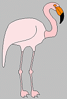 flamingo