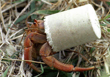 soldachi hermit crab